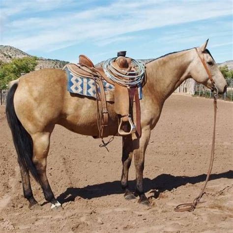 horses for sale in nm rwa